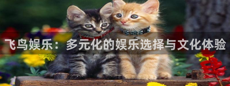 摩根娱乐：飞鸟娱乐：多元化的娱乐选择与文化体验